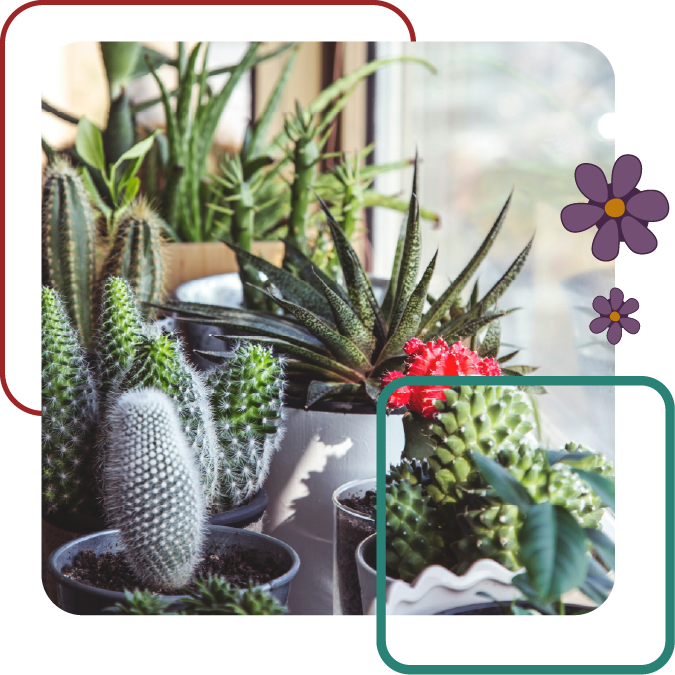 Section Cactus et succulentes de la page Produits & services du P'tit Jardin, jardinerie et fleuriste à Briançon.